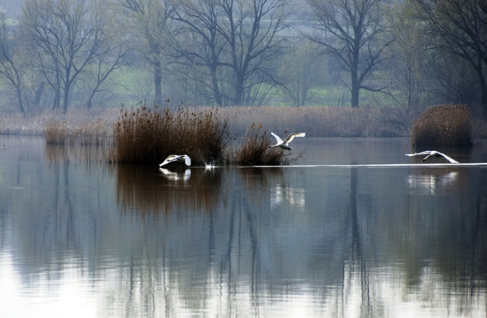 cigni in volo